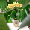 Schmetterlingsorchidee ‚Blossom Lima' – Phalaenopsis – Ansicht 4
