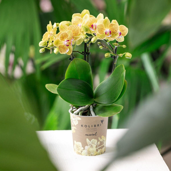 Schmetterlingsorchidee ‚Blossom Lima' – Phalaenopsis – Ansicht 4