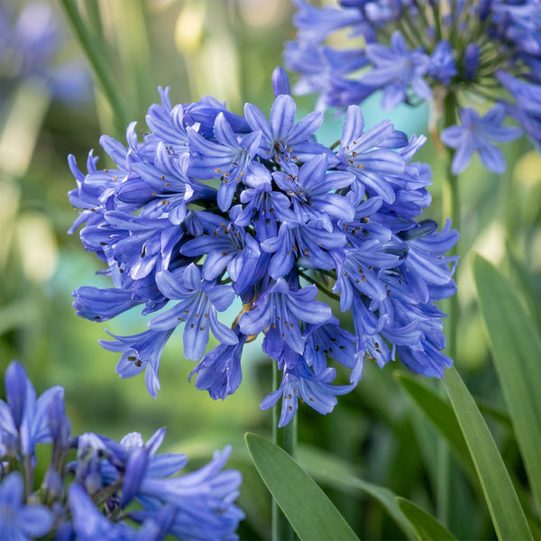 Schmucklilie – Agapanthus africanus – Ansicht 5