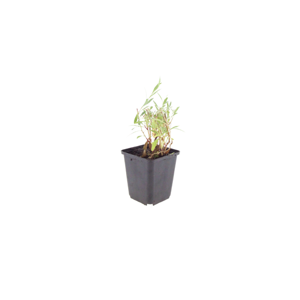 Prachtkerze – Gaura lindheimeri – Ansicht 2