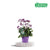 Strandflieder ‚Salt Lake' – Limonium