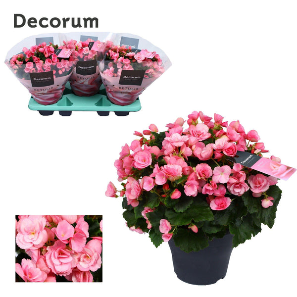 Begonie ‚Betulia Candy' – Begonia