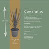 Rutenhirse ‚Northwind' – Panicum virgatum – Ansicht 8