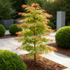 Fächerahorn ‚Phoenix' – Acer palmatum – Ansicht 5