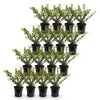 Japanische Stechpalme ‚Covenxa' – Ilex crenata – Ansicht 2