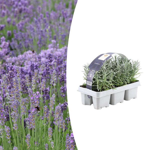 Lavendel – Lavandula angustifolia