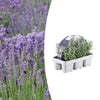 Lavendel – Lavandula angustifolia – 6 Stück