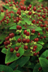 Johanniskraut ‚Beauty' – Hypericum × inodorum – Ansicht 2