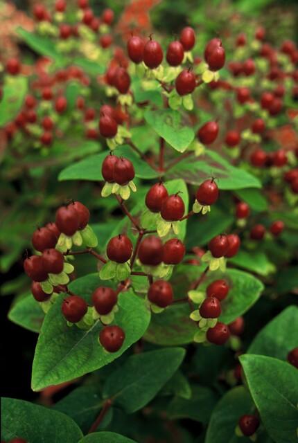 Johanniskraut ‚Beauty' – Hypericum × inodorum – Ansicht 2
