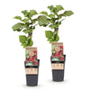 Loganbeere ‚Thornless' – Rubus loganobaccus – Ansicht 2