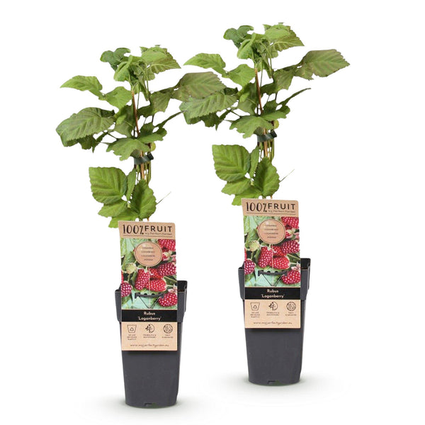 Loganbeere ‚Thornless' – Rubus loganobaccus – Ansicht 2