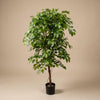 Kunstpflanze Ficus Deluxe Vine – Ansicht 4