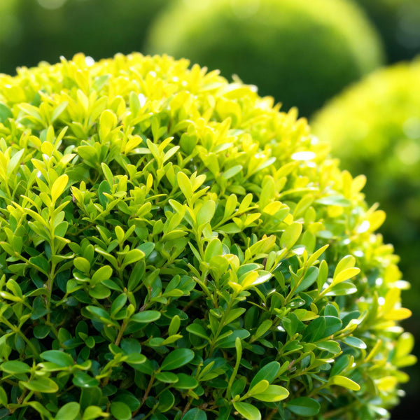 Buchsbaum ‚BetterBuxus Skylight' – Buxus sempervirens – Ansicht 4