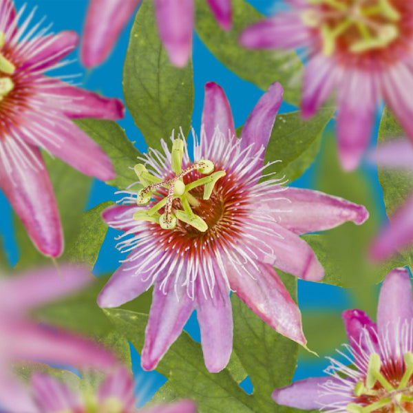Passionsblume ‚Anastasia' – Passiflora – Ansicht 5