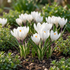Krokus – Crocus vernus – Ansicht 2