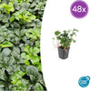 Dickmännchen ‚Green Sheen' – Pachysandra terminalis