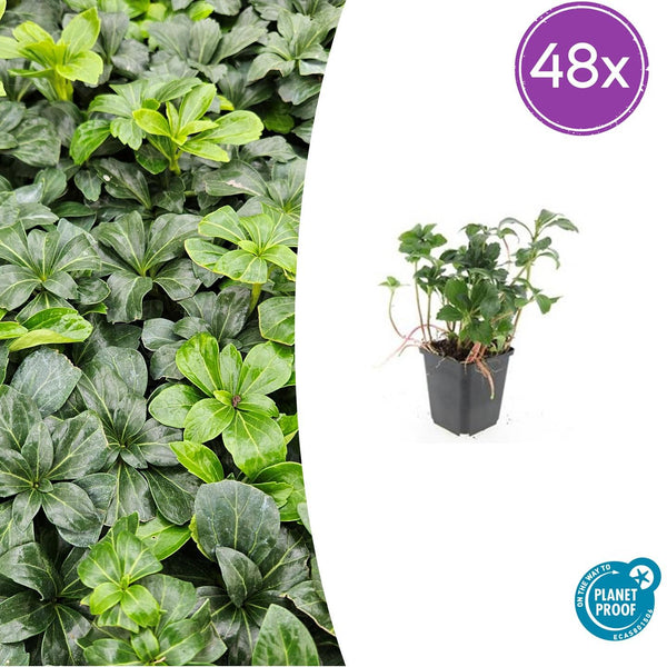 Dickmännchen ‚Green Sheen' – Pachysandra terminalis