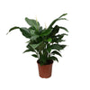 Einblatt ‚Sweet Silvana' – Spathiphyllum