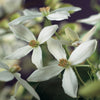 Immergrüne Waldrebe – Clematis armandii – Ansicht 4