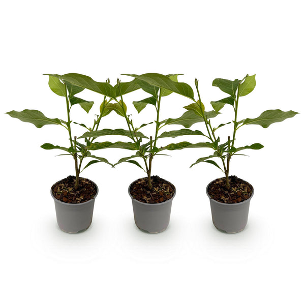 Magnolie ‚Genie' – Magnolia – Ansicht 2