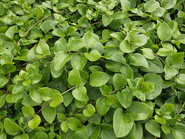 Großes Immergrün ‚Alba' – Vinca major – Ansicht 6