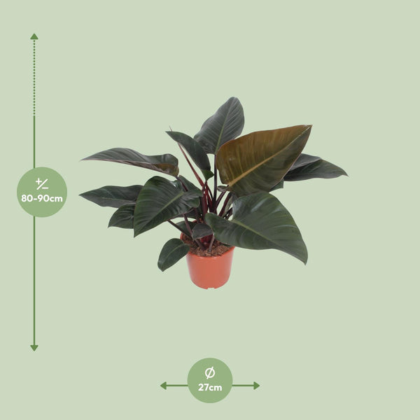 Philodendron ‚Congo Red' – Ansicht 2
