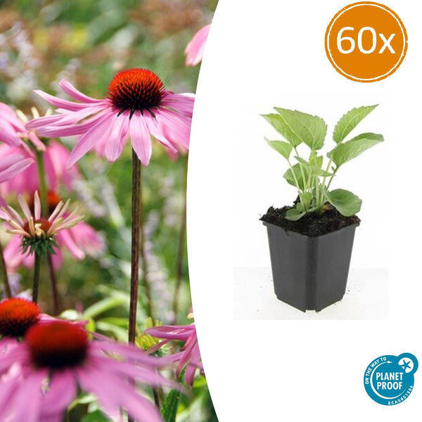 Purpur-Sonnenhut ‚Magnus' – Echinacea purpurea