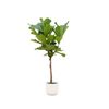 Geigenfeige – Ficus lyrata