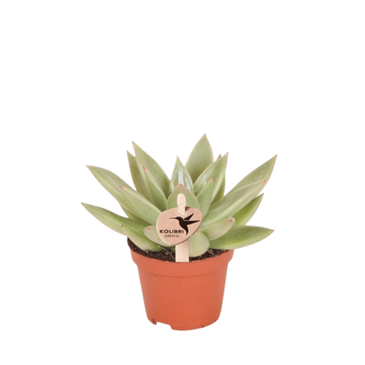 Echeveria ‚Miranda'