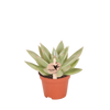 Echeveria ‚Miranda' – Ø 6 cm
