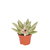 Echeveria ‚Miranda' – Ø 6 cm
