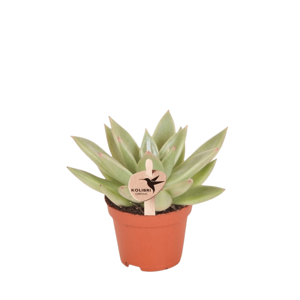 Echeveria ‚Miranda' – Ø 6 cm