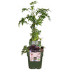 Beerensträucher-Set „Naschgarten“ – Brombeere, Himbeere & Maulbeere – im Set enthalten: Brombeere ‚Thornless Evergreen' – Rubus fruticosus