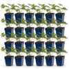 Storchschnabel Tricolour – Geranium