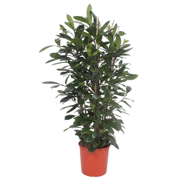 Ficus cyathistipula