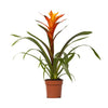 Guzmanie ‚Variada' – Guzmania