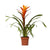 Guzmanie ‚Variada' – Guzmania