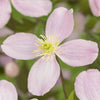 Berg-Waldrebe ‚Rubens' – Clematis montana – Ansicht 3