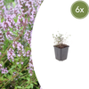 Echter Thymian – Thymus vulgaris – 6 Stück