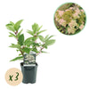 Rispenhortensie ‚Wims Red' – Hydrangea paniculata