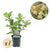 Rispenhortensie ‚Wims Red' – Hydrangea paniculata