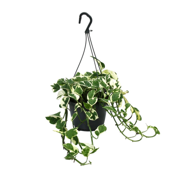 Efeutute ‚N'Joy' – Epipremnum aureum