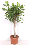 Bengalische Feige – Ficus benghalensis