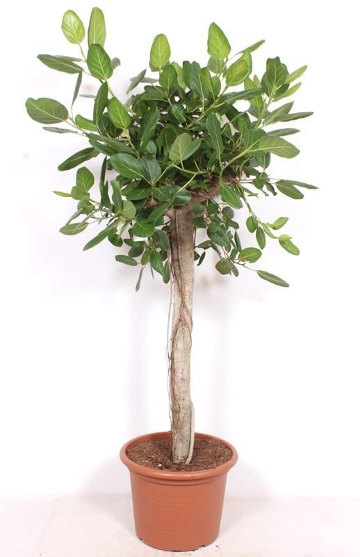 Bengalische Feige – Ficus benghalensis