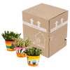 Sukkulenten-Set „Crassula-Mix“ – 3 Dickblatt-Pflanzen – Ansicht 3