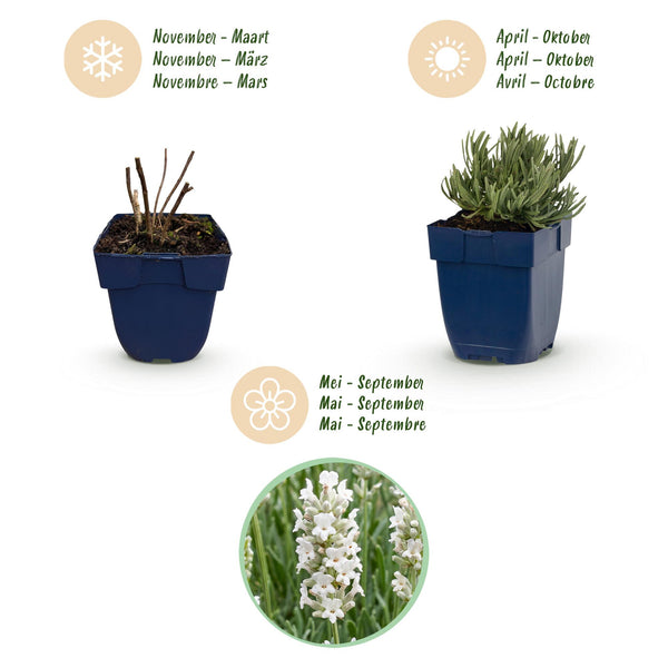 Lavendel ‚Edelweiss' – Lavandula angustifolia – Ansicht 4