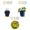 Sonnenhut ‚Goldsturm' – Rudbeckia fulgida – Ansicht 4