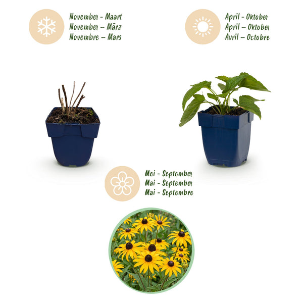 Sonnenhut ‚Goldsturm' – Rudbeckia fulgida – Ansicht 4
