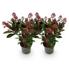 Skimmie ‚Rubella' – Skimmia japonica – Ansicht 2