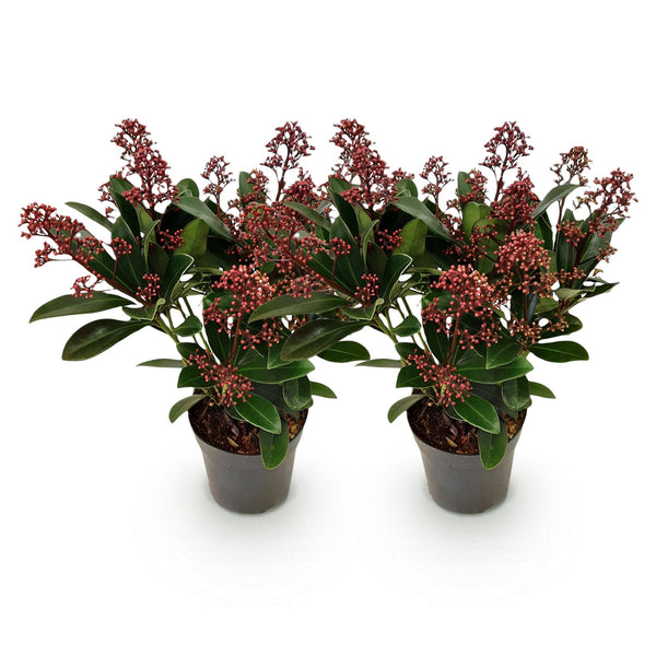 Skimmie ‚Rubella' – Skimmia japonica – Ansicht 2